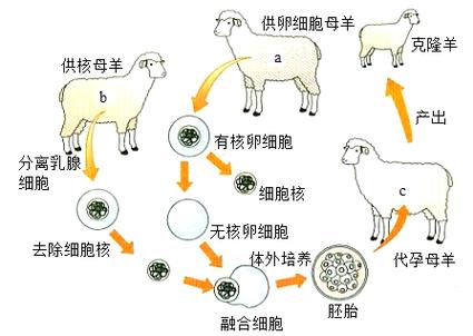 供卵宝宝有可能遗传母体基因吗(供卵宝宝是否会遗传母体基因？)