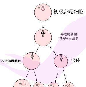 供卵和自卵哪个成功率高_供卵和自卵:哪个成功率更高?