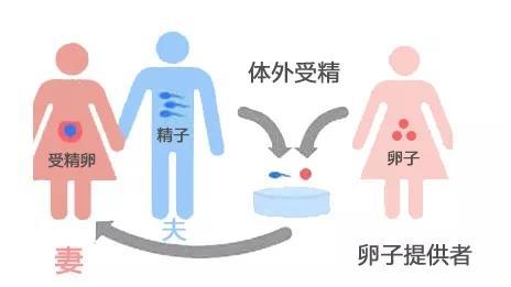 供卵女孩选择注意事项【供卵女孩选择注意事项大揭秘】