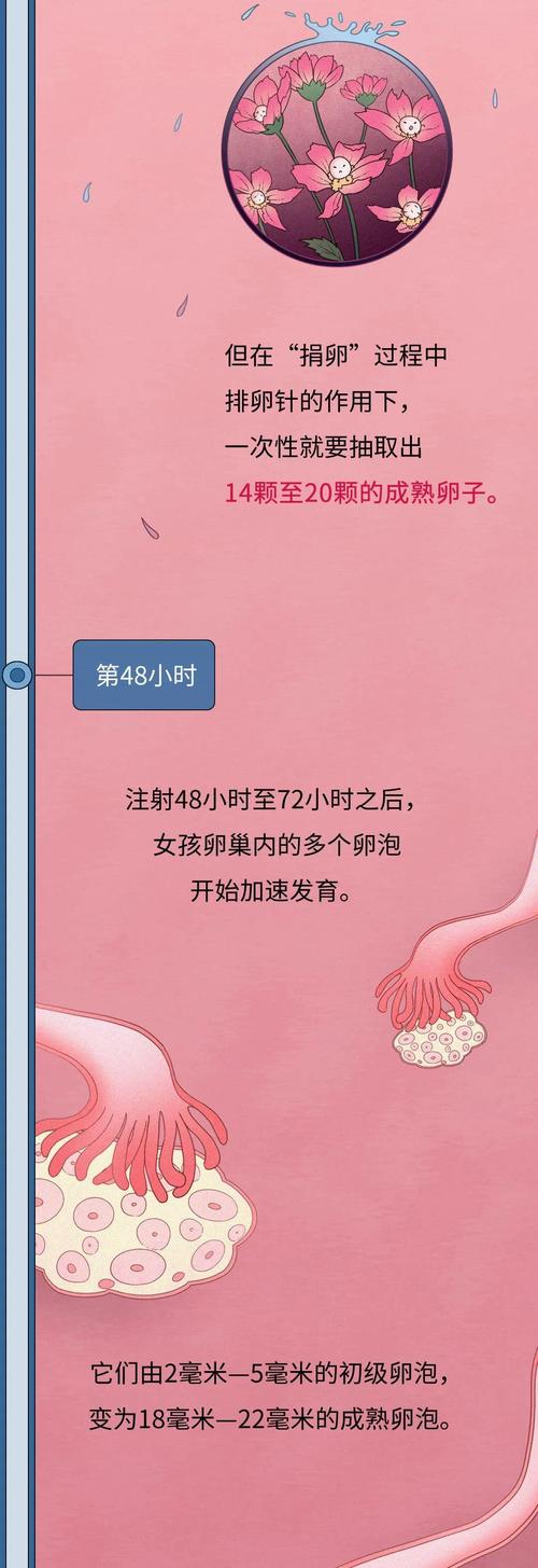 供卵女孩(供卵女孩:生育之路的选择与挑战”)
