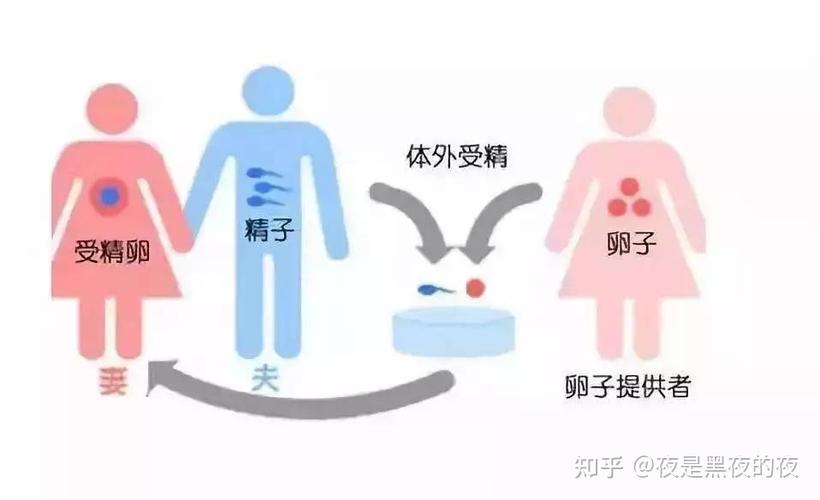 供卵有什么要求-供卵者有哪些要求需要满足