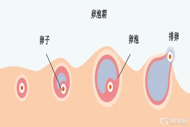 供卵是违法的吗(供卵合法化:是违法的吗?)