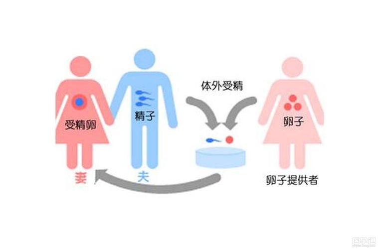 供卵去哪里做比较好【供卵去哪里做比较好？选择最佳供卵地点的指南】