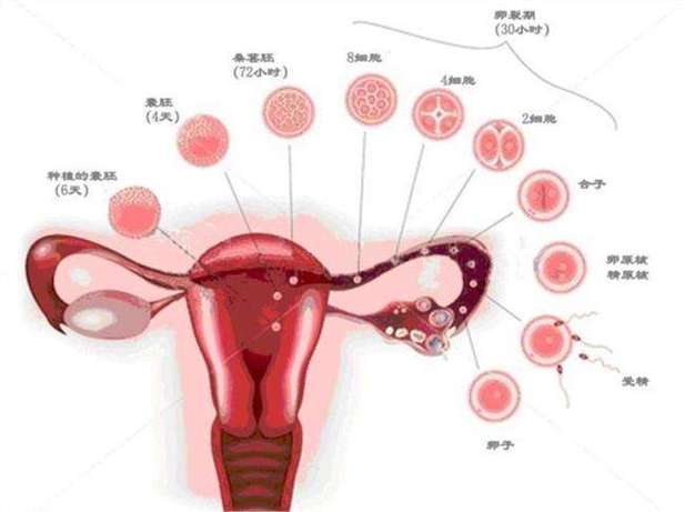 供卵自怀会有排异吗【供卵自怀：排异反应是什么？】