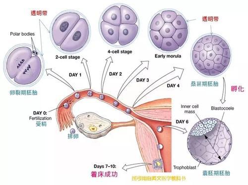供卵试管代怀有吗【供卵试管代怀有吗:全面解析代孕流程和风险】