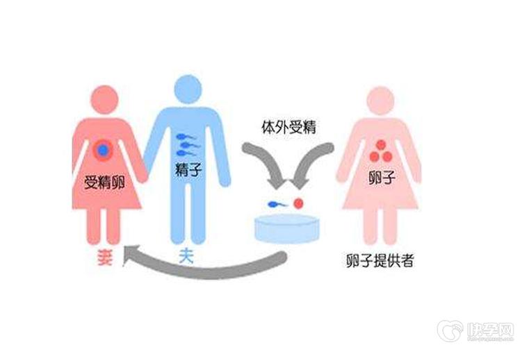 供卵试管代怀有哪些【供卵试管代怀：全面解析代孕流程及注意事项】
